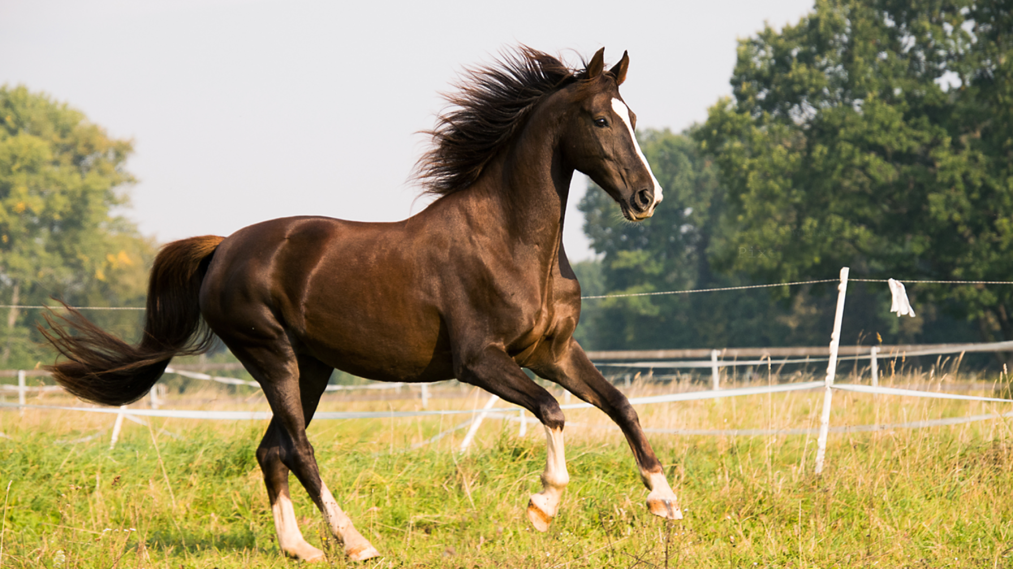 Se confirmó el primer muerto por Encefalitis Equina del país