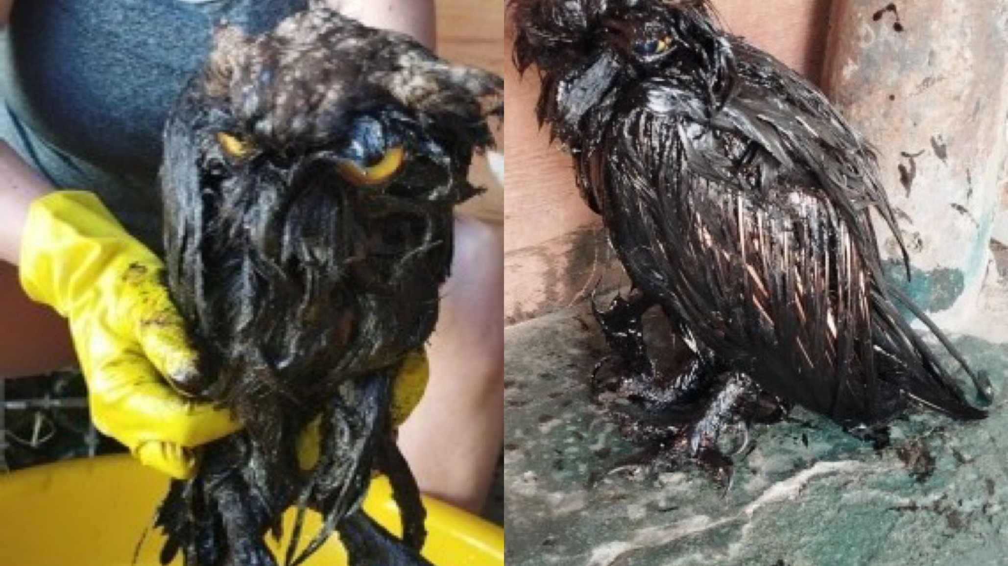 Vecinos rescatan a una lechuza de una pileta petrolera