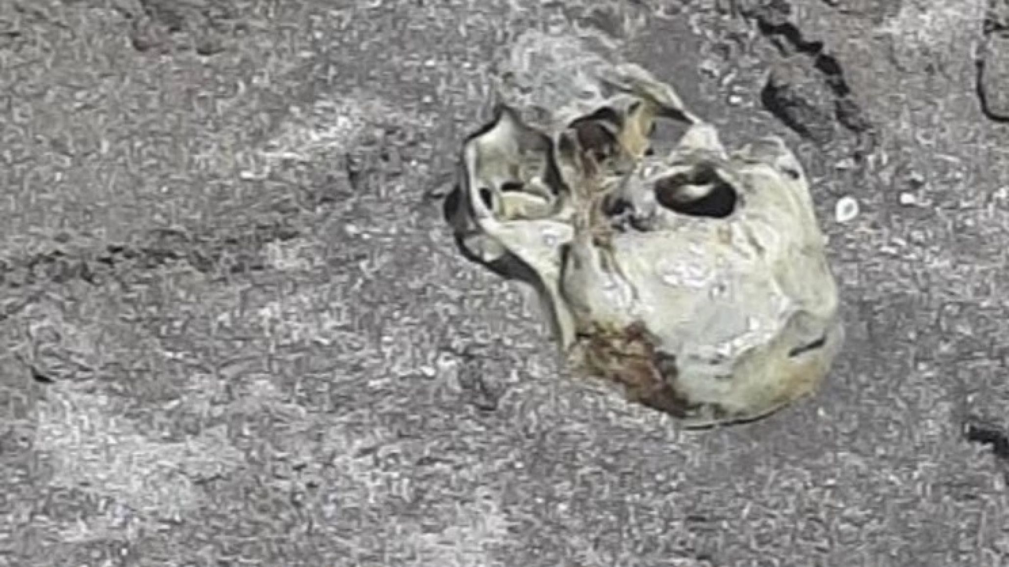 Macabro: un grupo de chicos jugaba en la playa y encontraron un cráneo humano