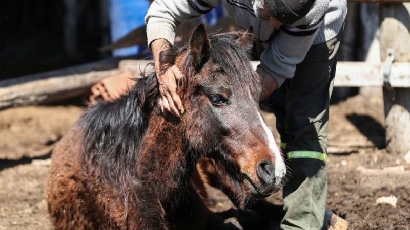 Una mujer murió por encefalitis equina