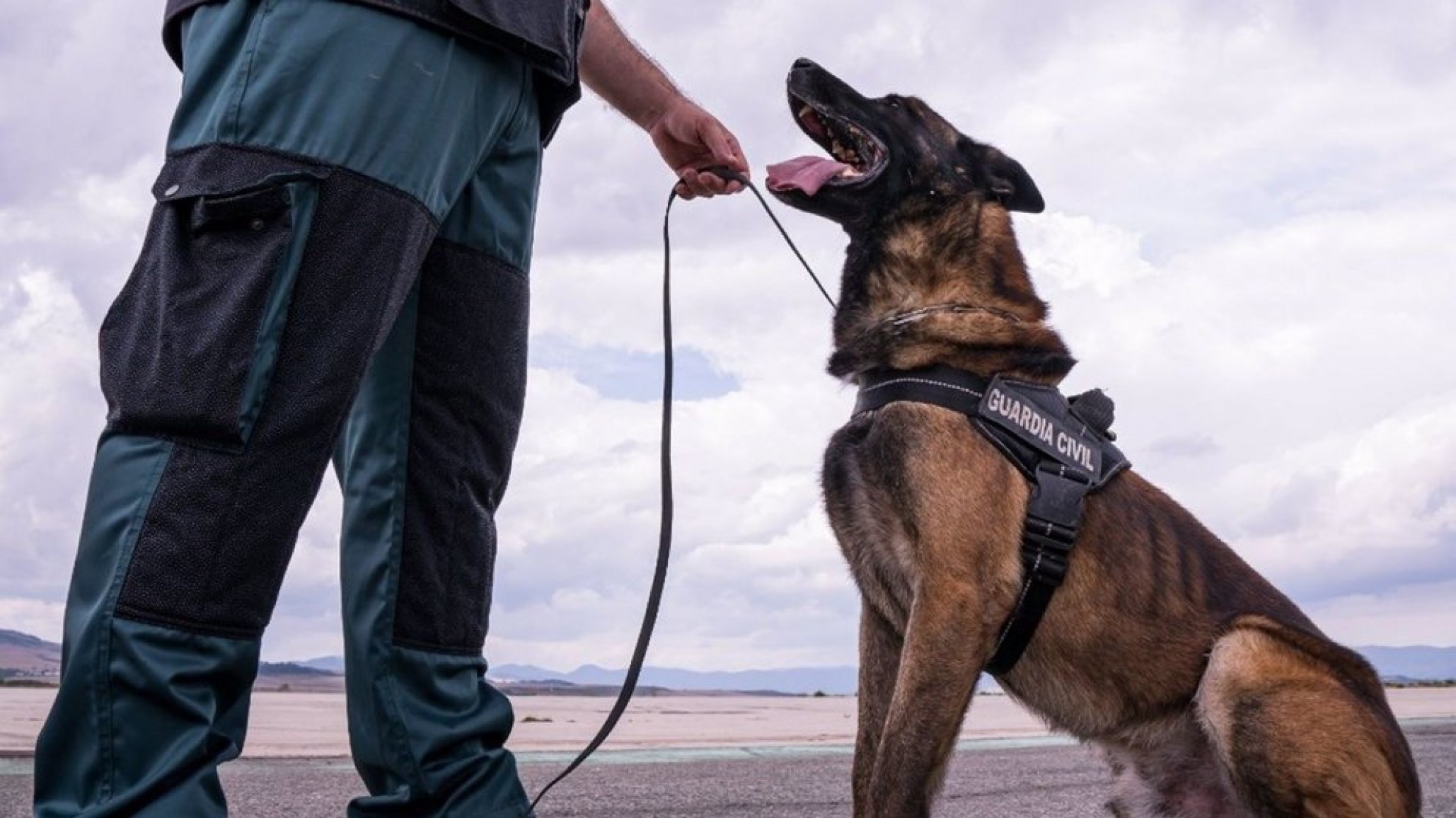 Un perro policía encontró las drogas: Detuvieron a un pasajero de colectivo