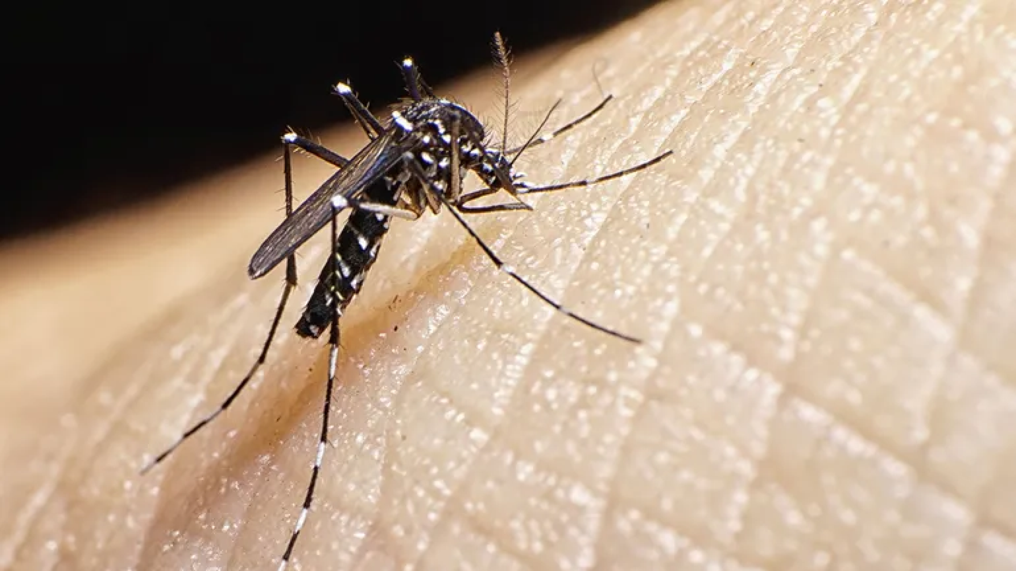 Murió por dengue la esposa de un reconocido golfista argentino