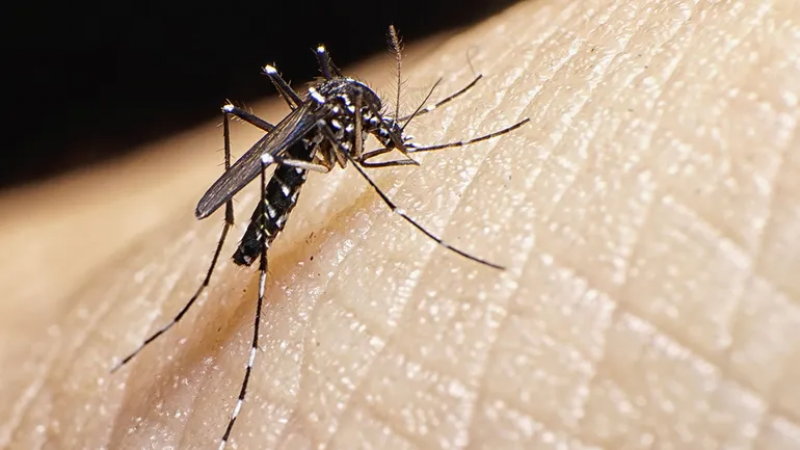 Murió por dengue la esposa de un reconocido golfista argentino