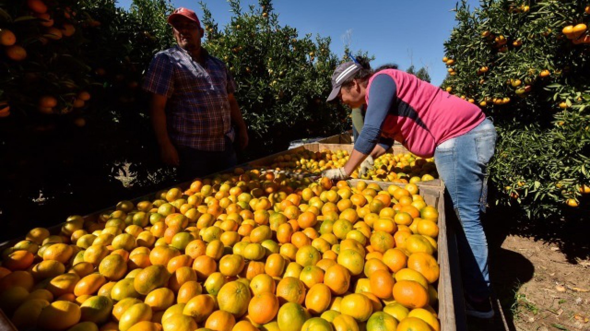 El consumidor pagó 3,5 veces más de lo que recibió el productor ¿con cuánto se queda el intermediario?