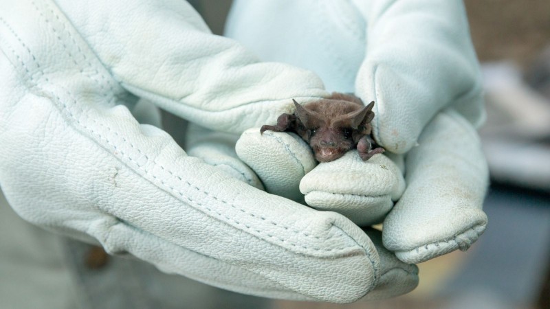 Detectan dos casos de murciélagos con rabia en Chubut