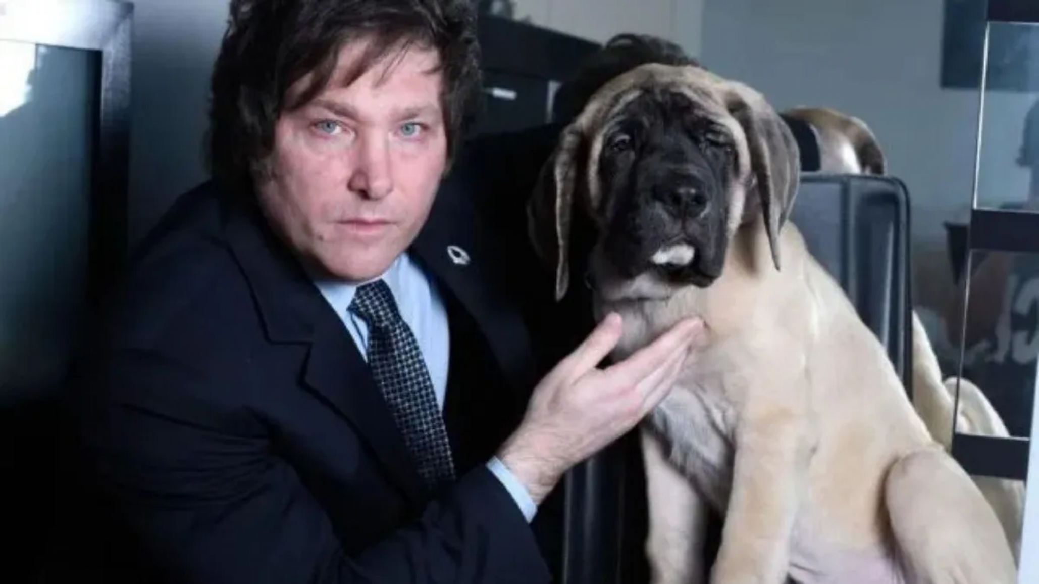 El gobierno impulsa la "Ley Conan" para reforzar las penas por maltrato animal