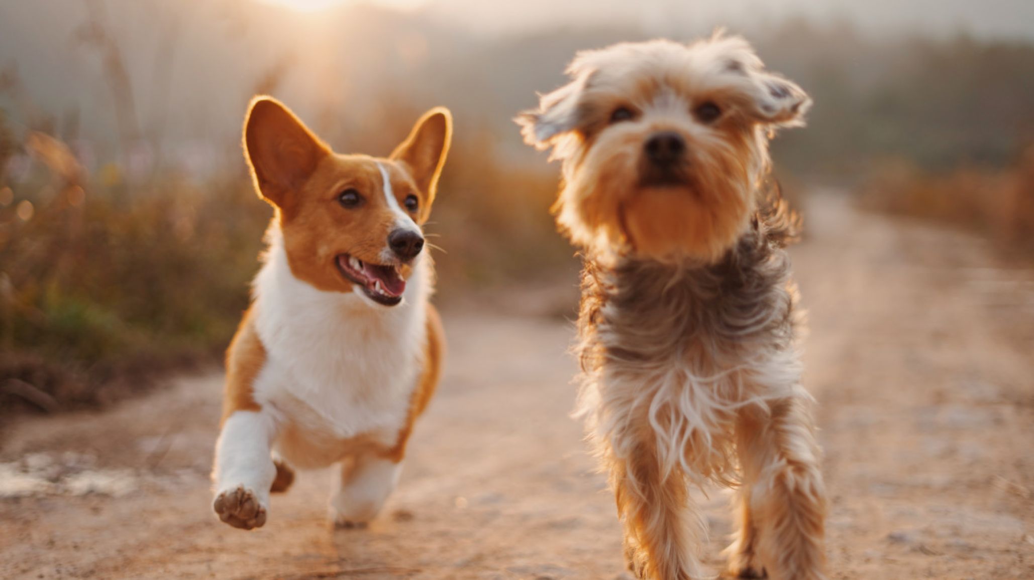 Medida drástica: ¿exigen ADN para identificar a perros que ensucian las calles?