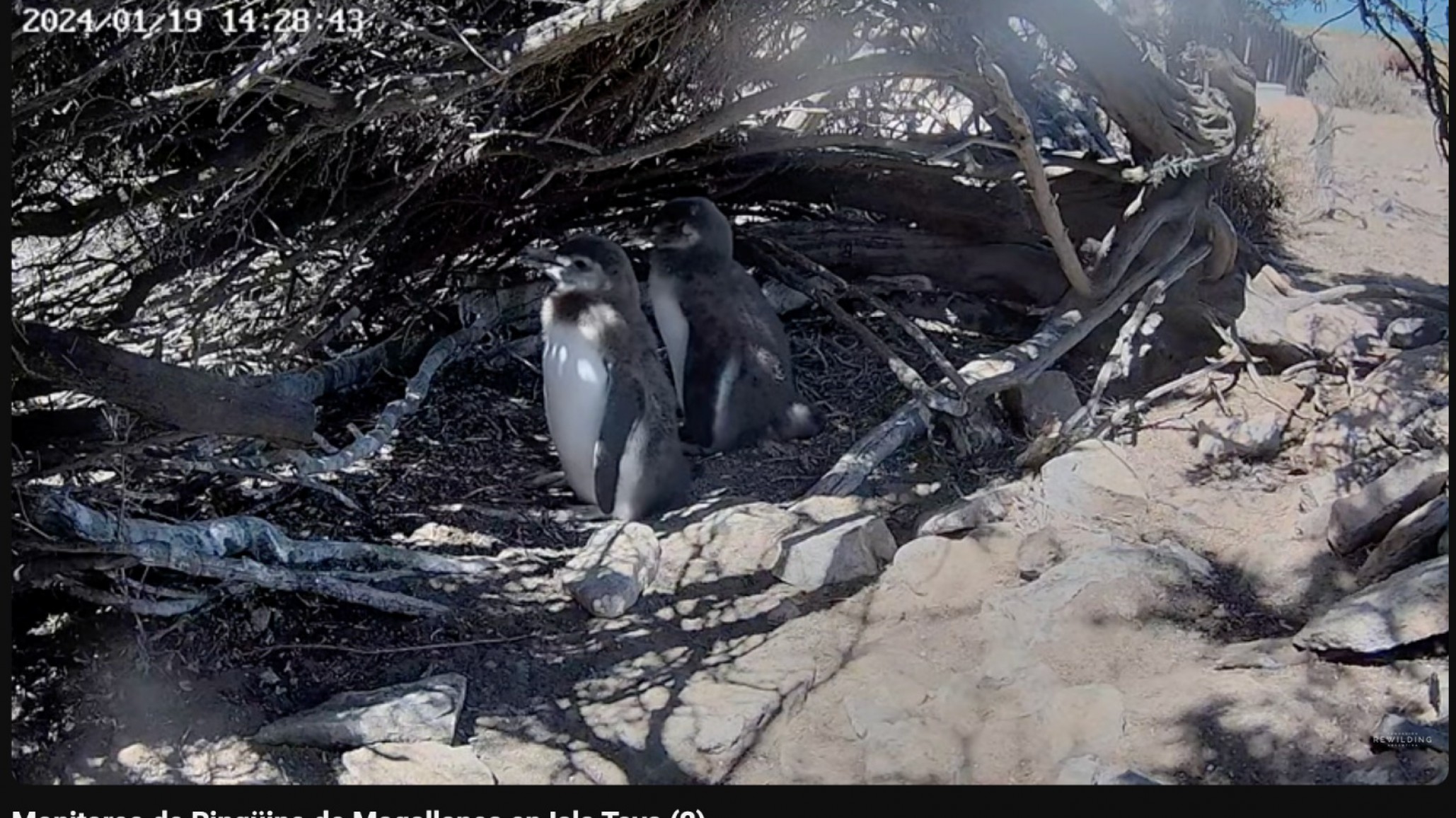 Tecnología, ciencia y conservación: estudian a Pingüinos de Magallanes, cormoranes imperiales y petreles gigantes en Patagonia Azul