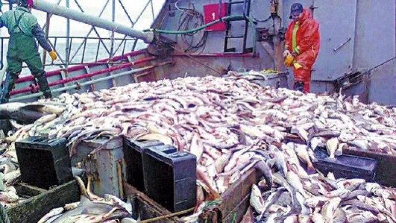 LOS GRAVES PELIGROS DEL SISTEMA DE LICITACIÓN EN LA PESCA