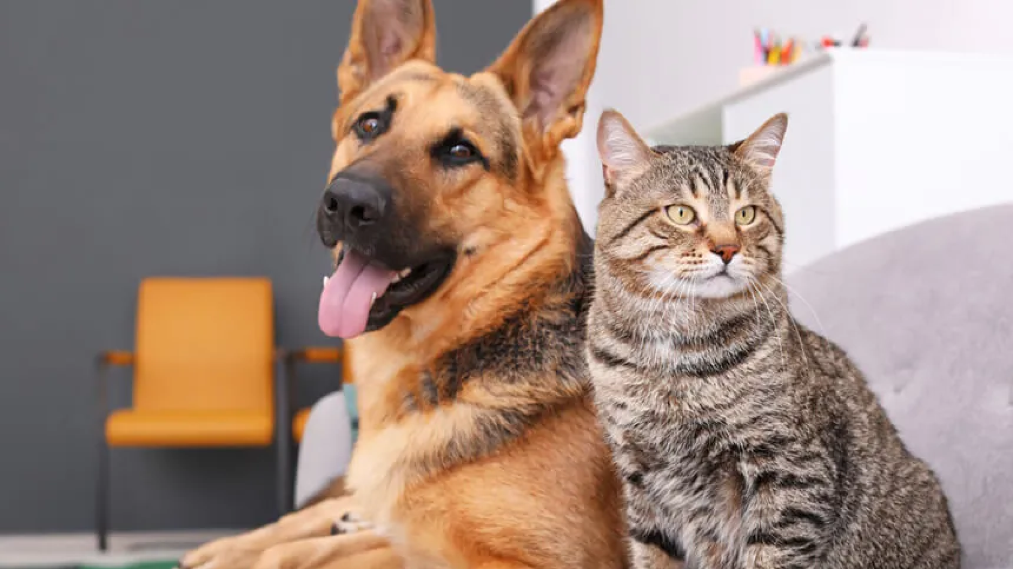 Comodoro: este sábado habrá una jornada de adopción de perros y gatos