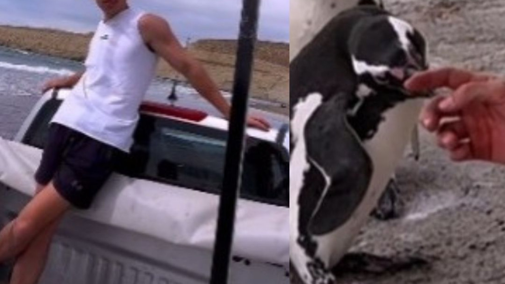 Gerónimo Arias, el influencer que "tocó" pingüinos está en Comodoro ¿hará el desafío 37 en Rada Tilly?