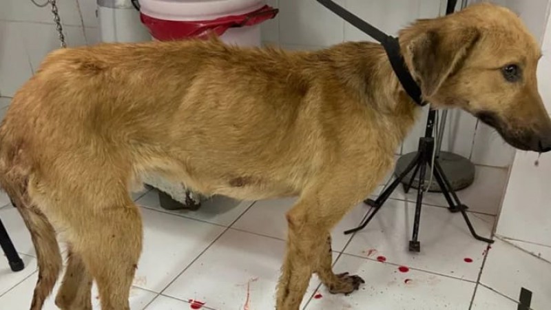 Indignante: Le pidió al fletero que lleve su perro al basural, "ya le di veneno"