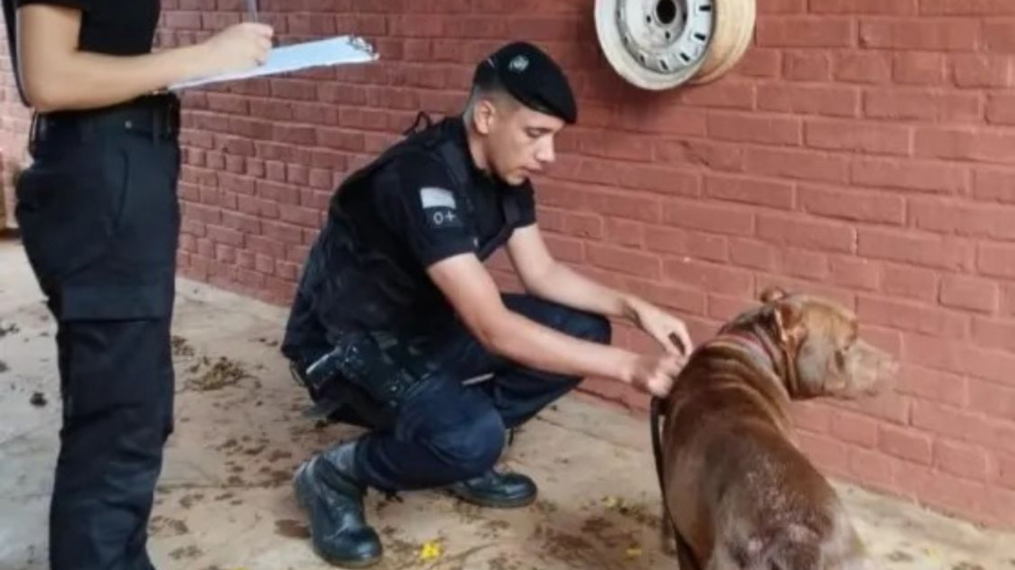 Maltrato Animal: lo detuvieron por arrastrar a su perro desde el auto