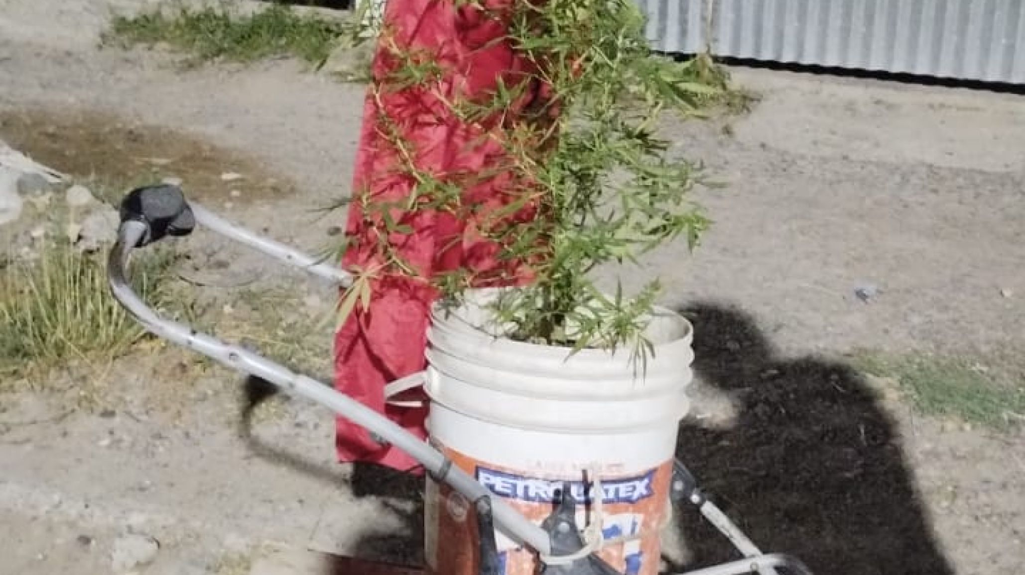 Insólito: iba con un cochecito y llevaba una planta de marihuana en vez de un bebé