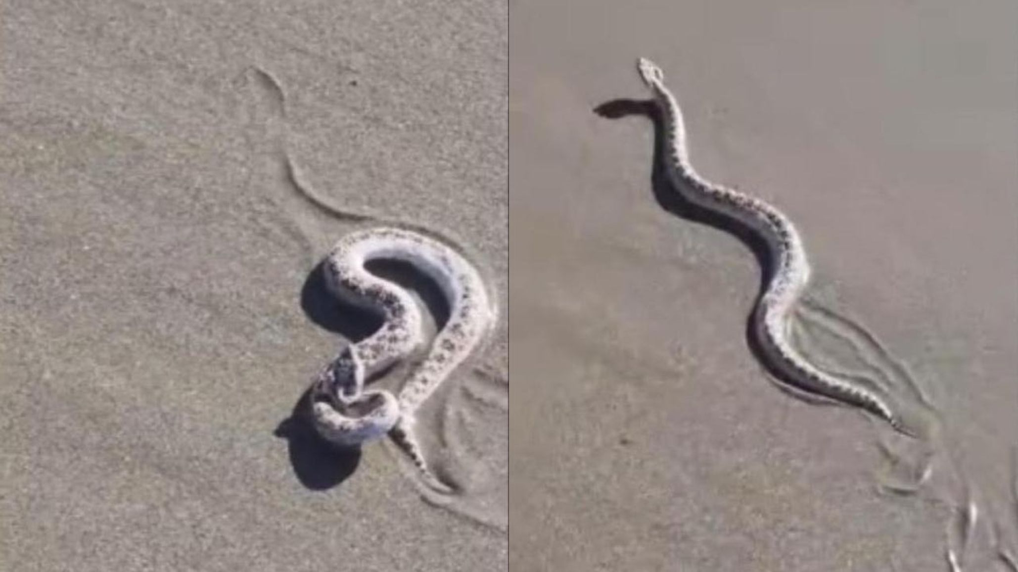 Una yarará fue encontrada en una playa de Rada Tilly