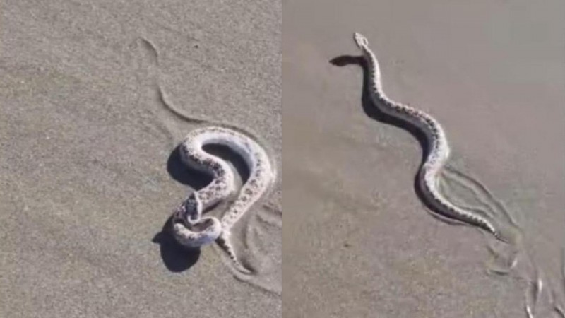 Una yarará fue encontrada en una playa de Rada Tilly