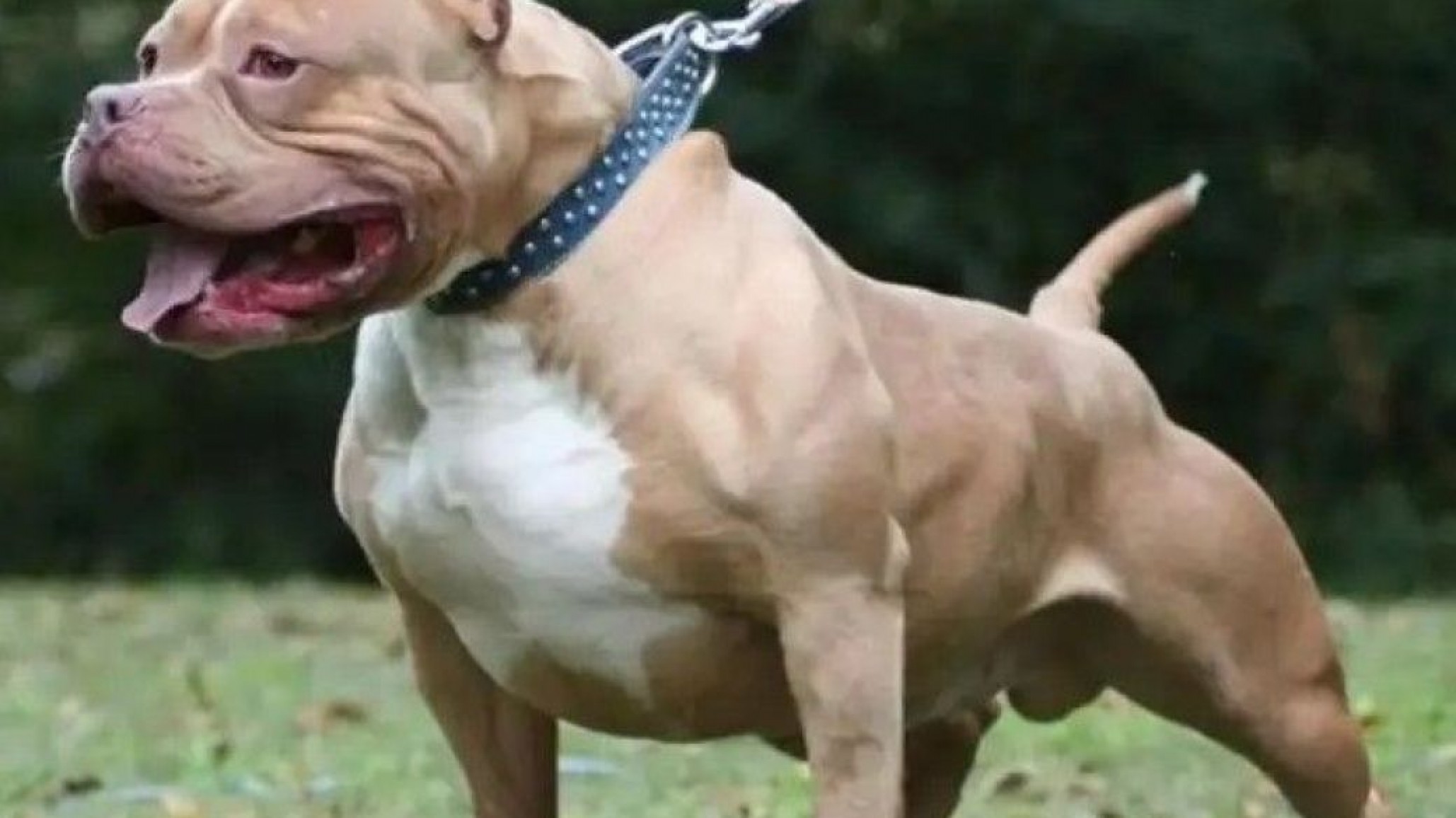 Murió un hombre tras ser atacado por un pitbull en Madryn: la mordedura habría sido letal