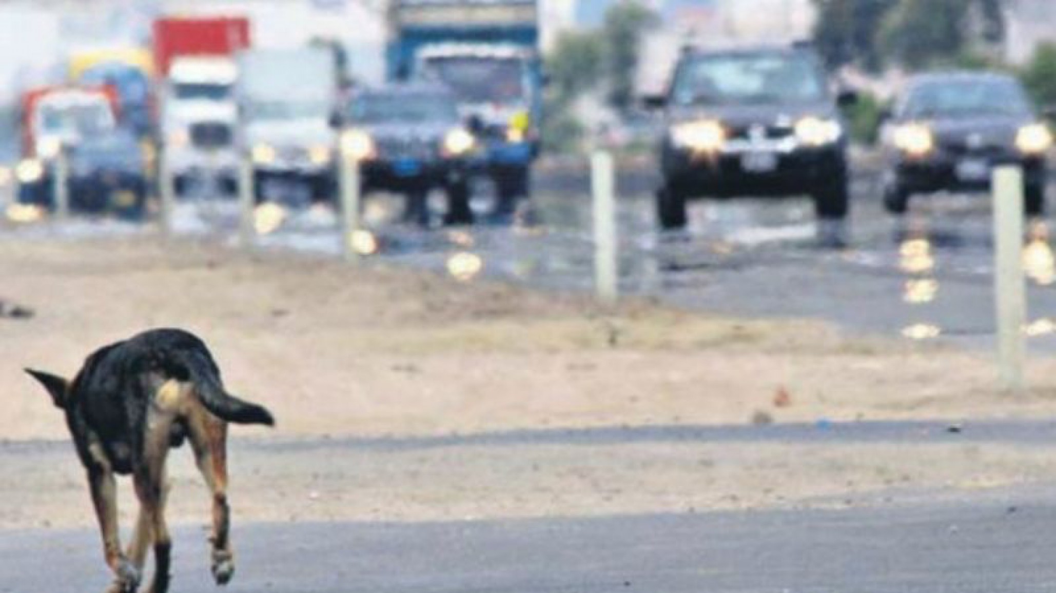 Abandonaron un perro en la ruta, fueron descubiertos y la policía los arrestó