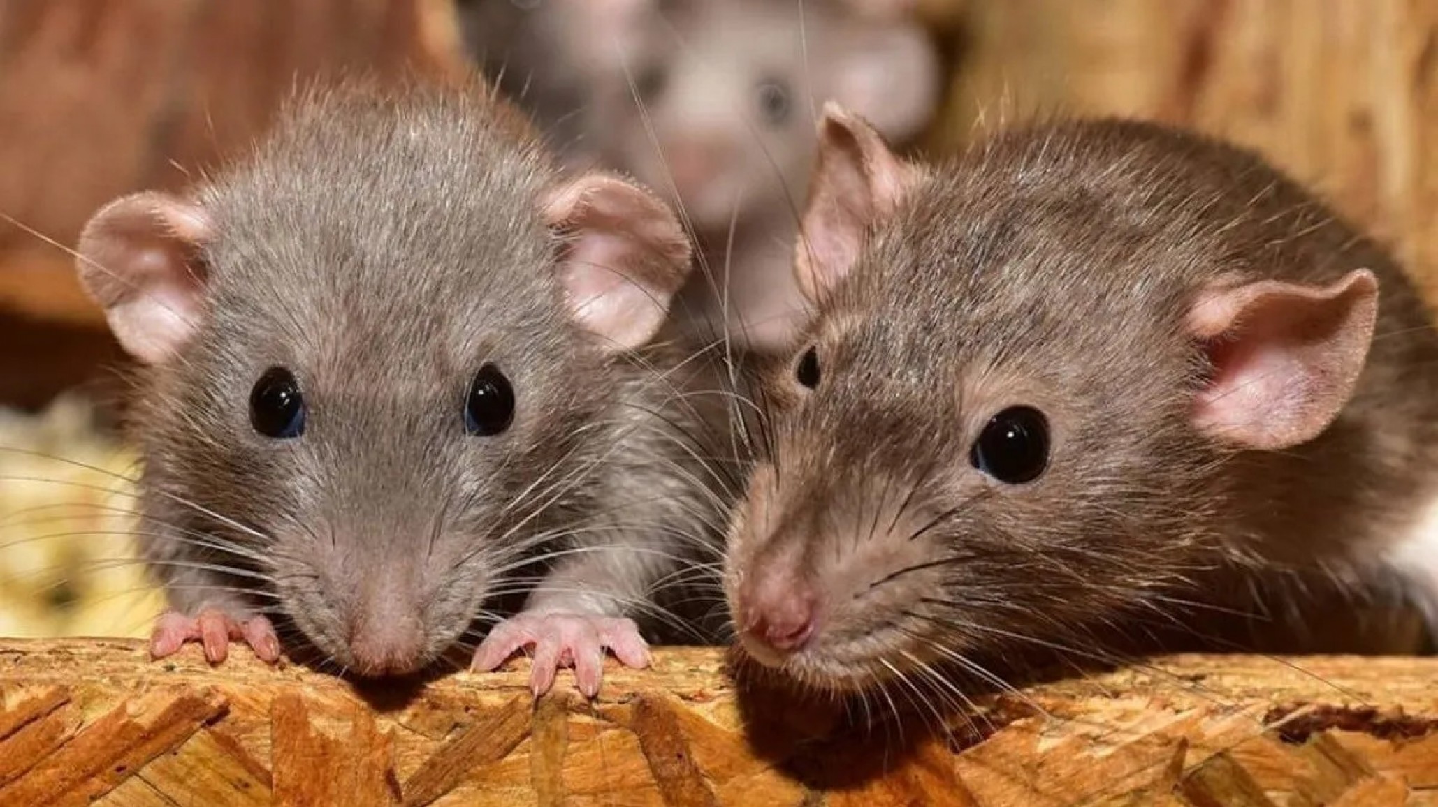 Alerta sanitaria en Chubut: confirman otro caso de hantavirus y ya son dos los infectados