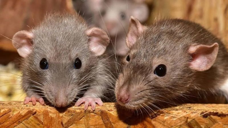 Murió un joven de 26 años por hantavirus y aislaron preventivamente a 15 personas