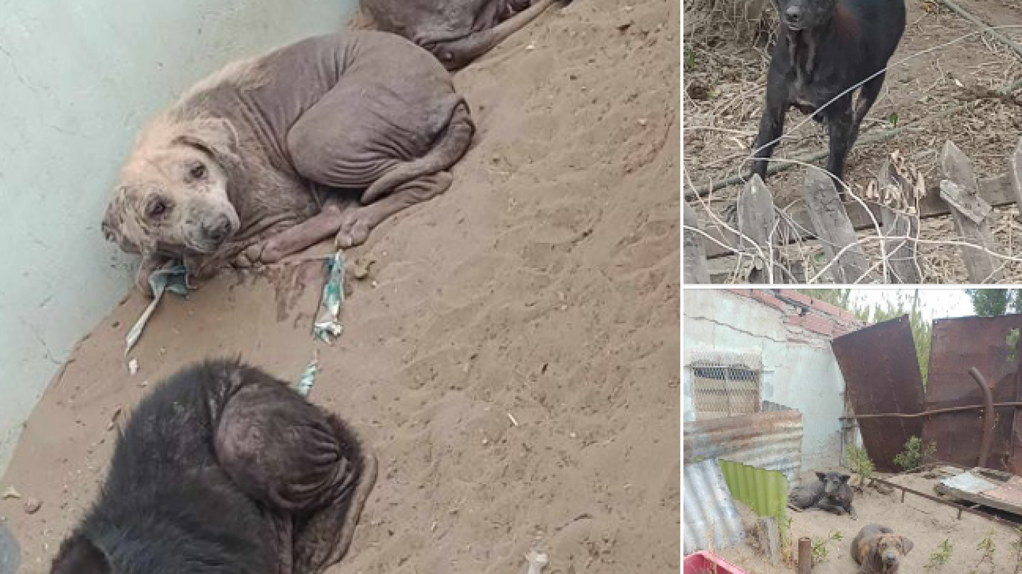 SOS Animal: Piden ayuda urgente para abuelo y sus mascotas en condiciones precarias