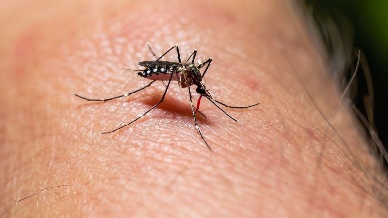 Confirmaron el fallecimiento de 5 personas a causa del Dengue