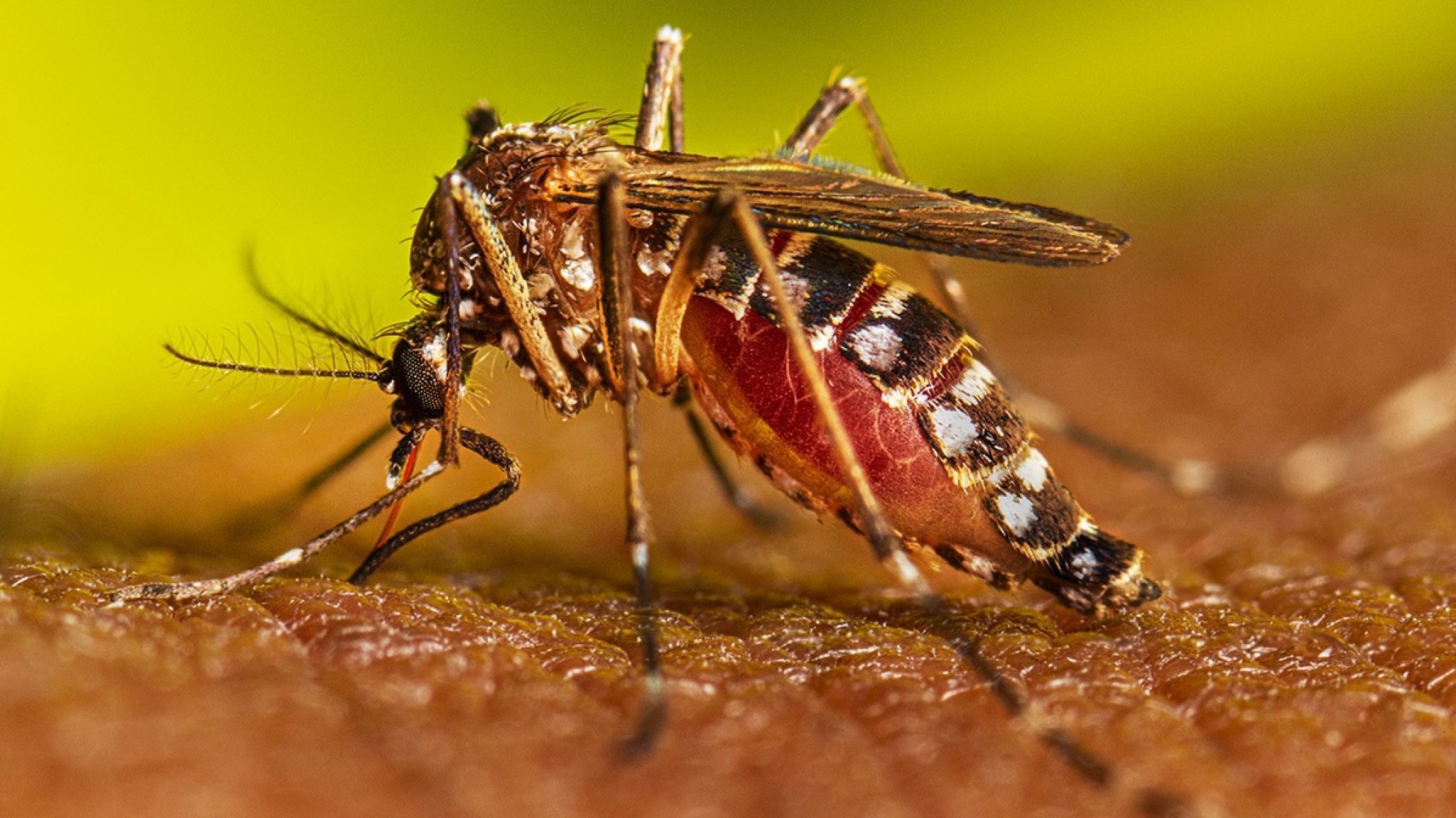 Aumentan los casos positivos de Dengue en Buenos Aires: ¿Qué sucede en el resto de las provincias?