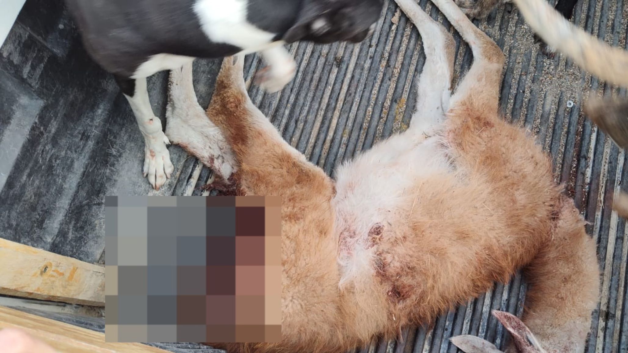 Fue detenido por transportar un guanaco sin vida de forma ilegal