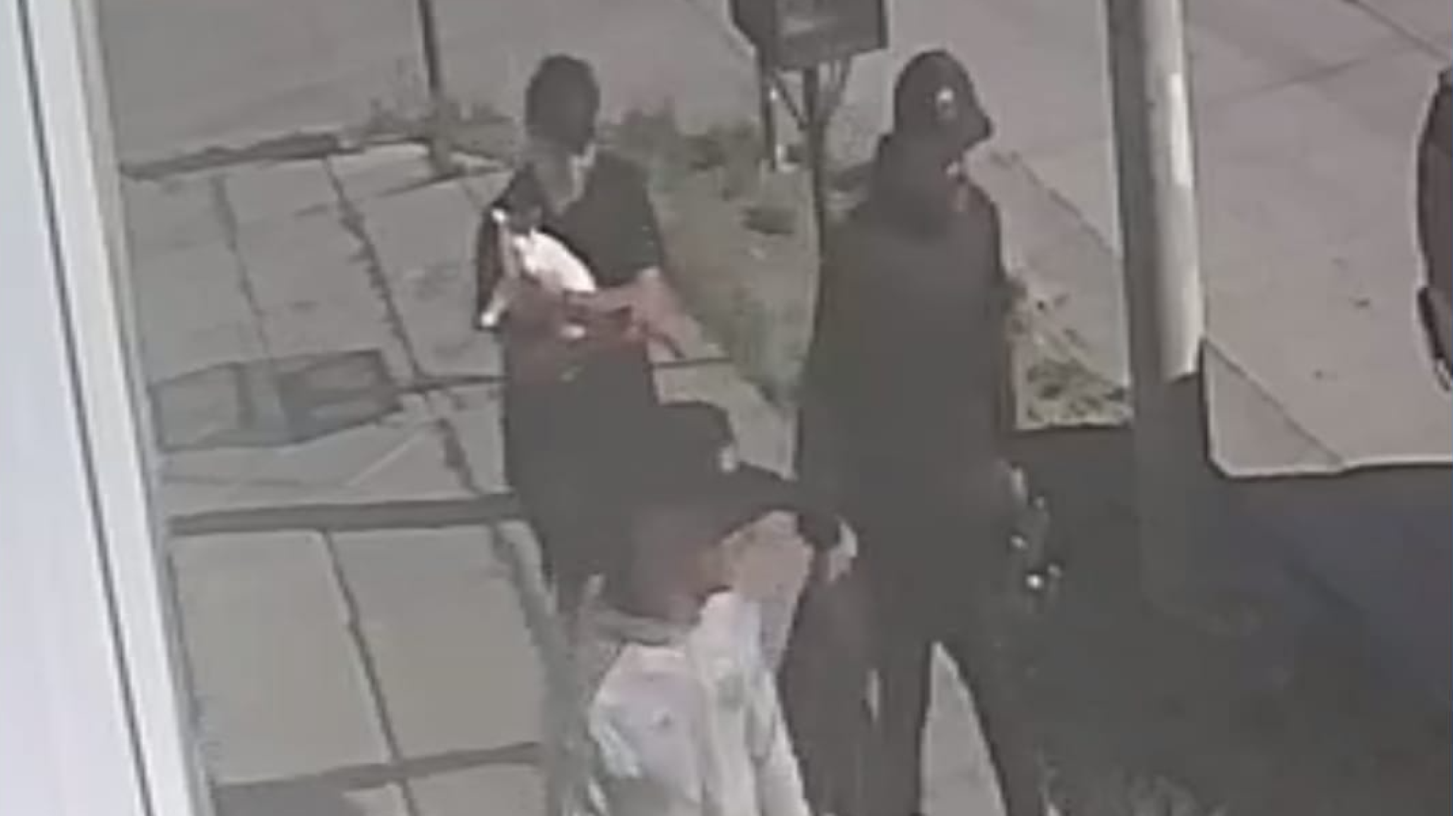 Joven pide ayuda tras ver en video el "robo" de su gato