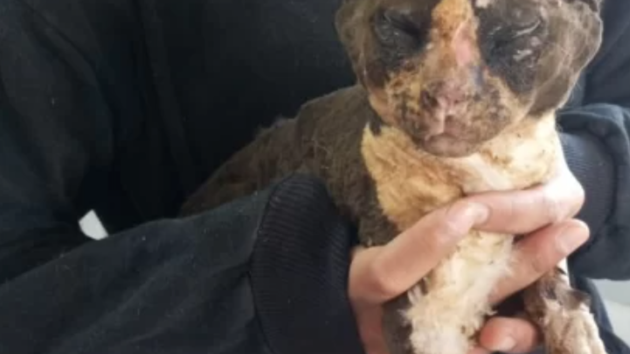 El gato que sobrevivió al incendio mejora y piden ayuda para 7 perros que quedaron muy heridos