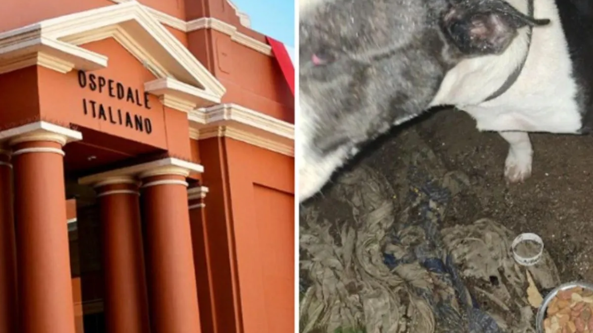 Le amputaron los genitales a un hombre de 70 años tras ser atacado por un perro