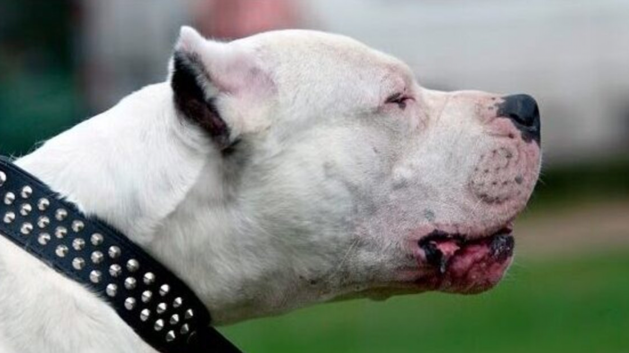 Ingresó a una casa para robar y fue atacado por dos dogos