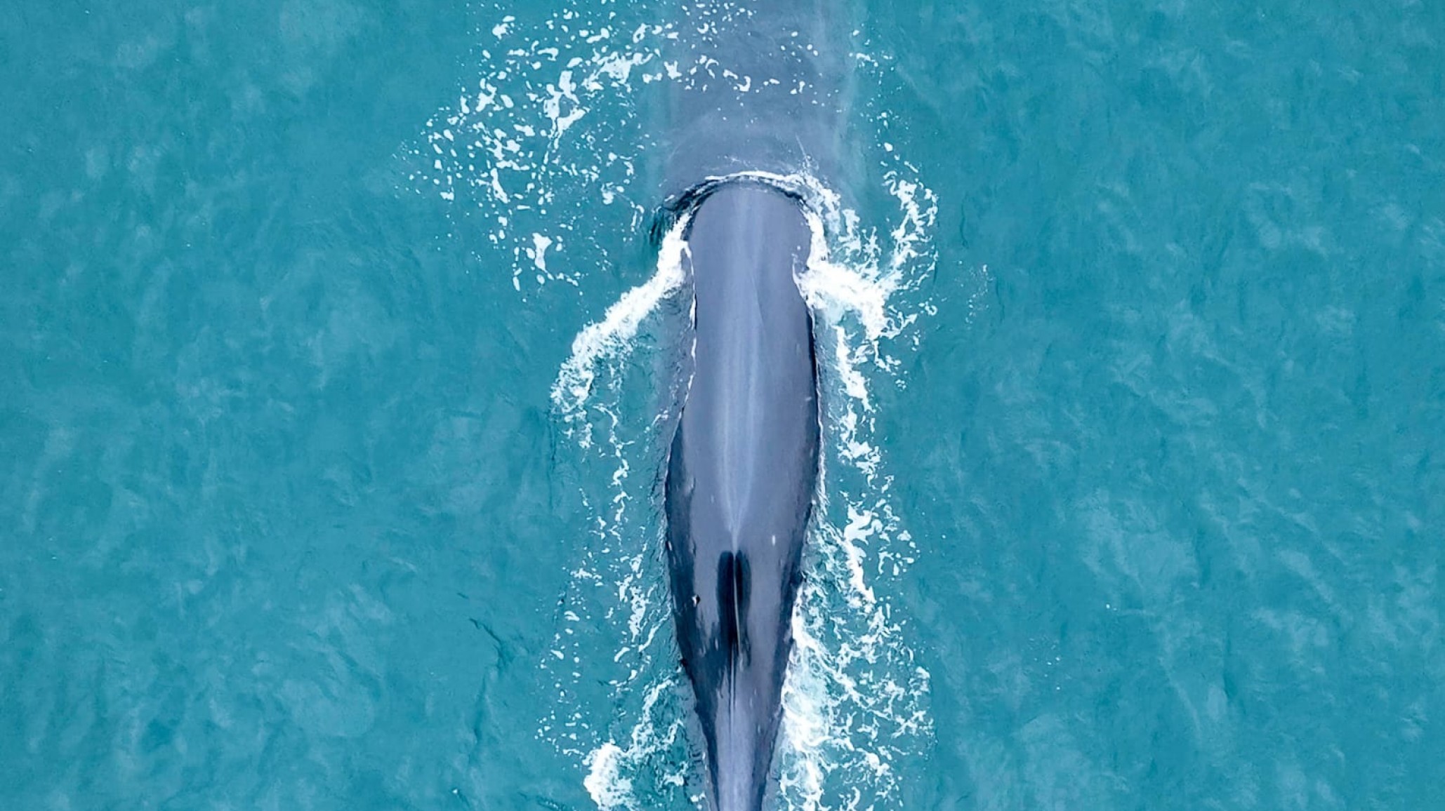 Ballenas Sei: la puerta a una atracción turística en Rada