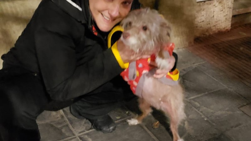 Una pediatra perdió su perra mientras estaba de guardia y su agradecimiento fue viral