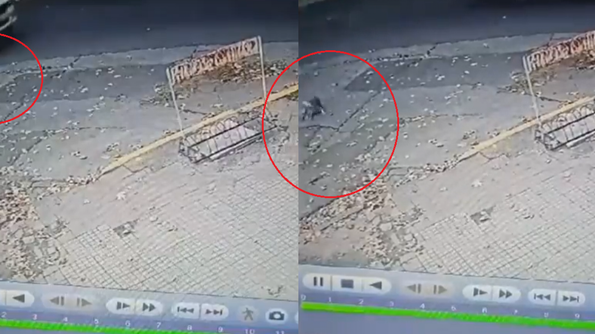 Imágenes sensibles: Vecinos escracharon a un conductor que atropelló a un perro y escapó