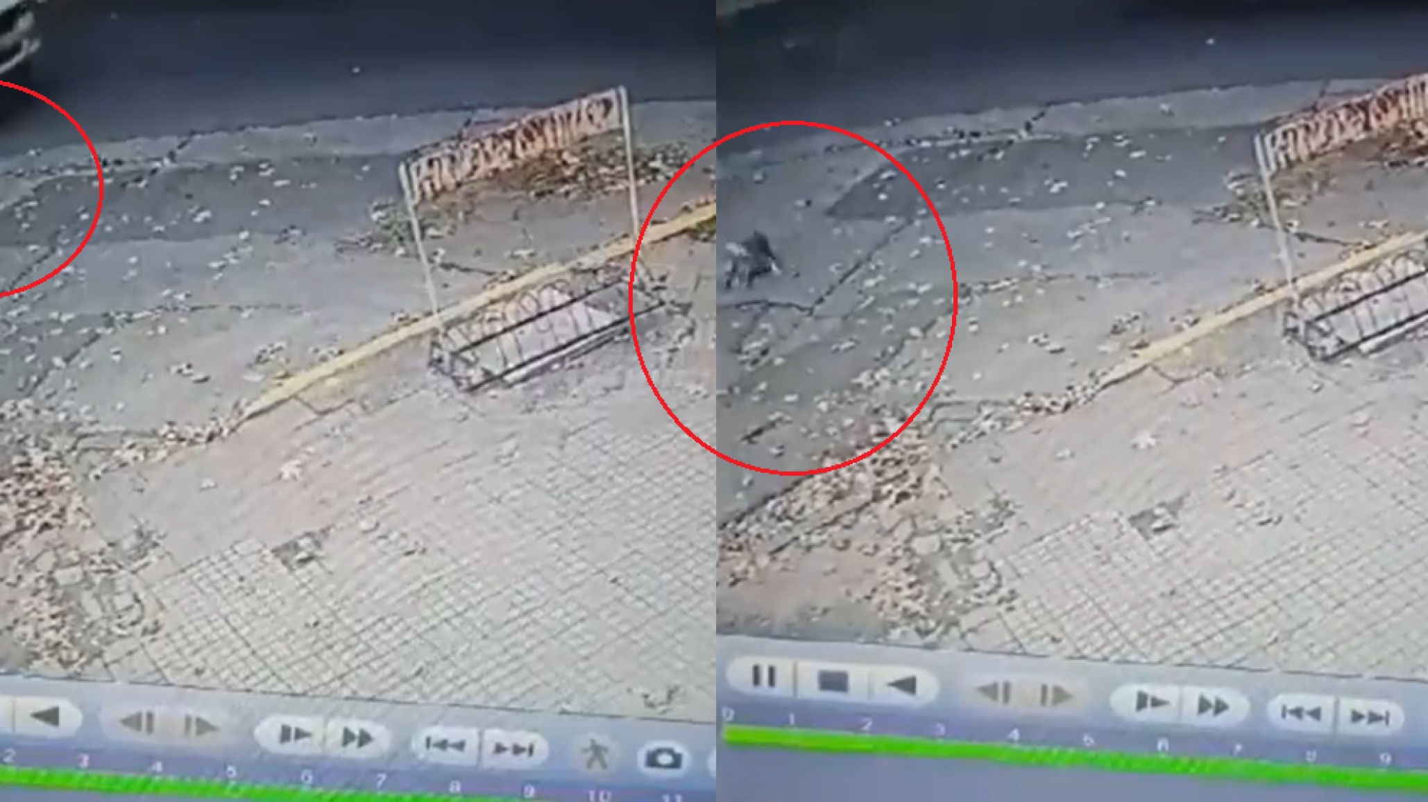 Imágenes sensibles: Vecinos escracharon a un conductor que atropelló a un perro y escapó