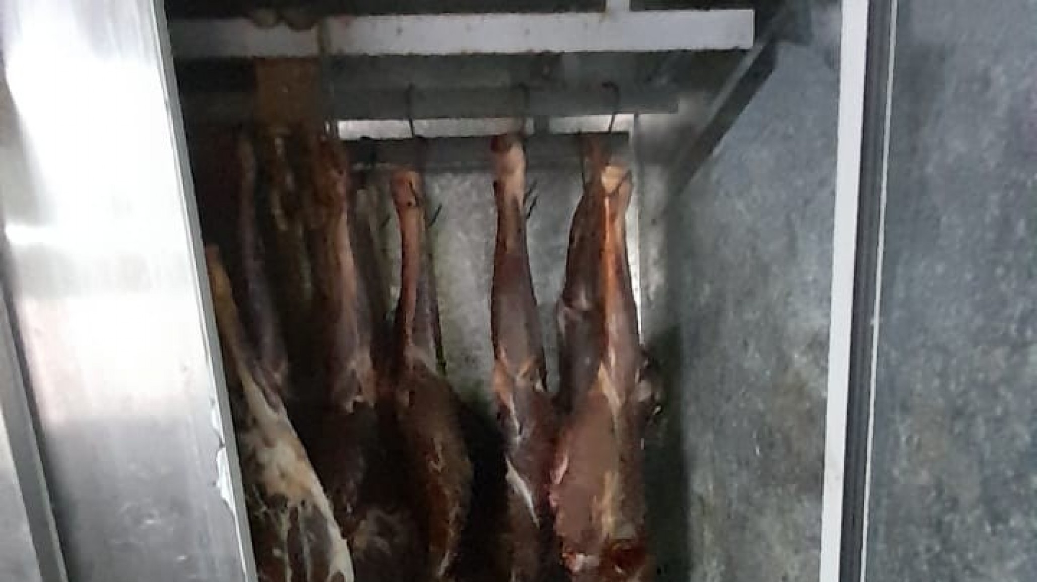 Vendían carne de guanaco por Facebook