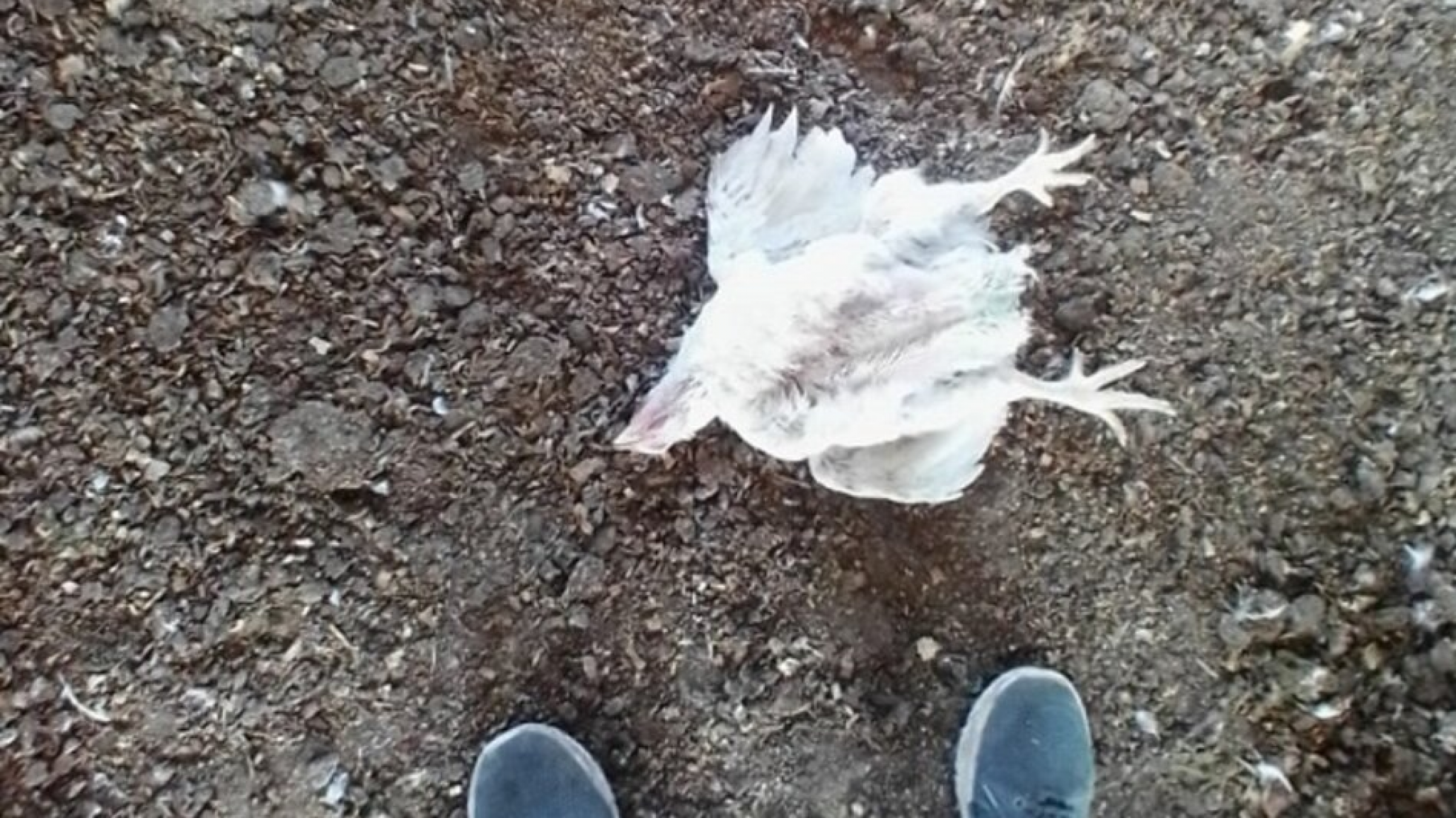 Población indígena denuncia envenenamiento por agrotóxicos: animales muertos, niños enfermos y agua contaminada
