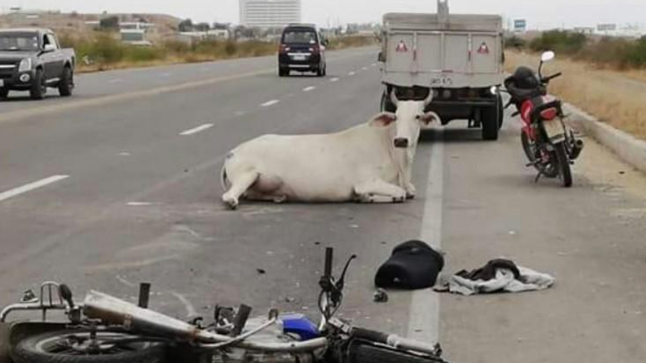 Una mujer de 31 años murió tras chocar contra una vaca