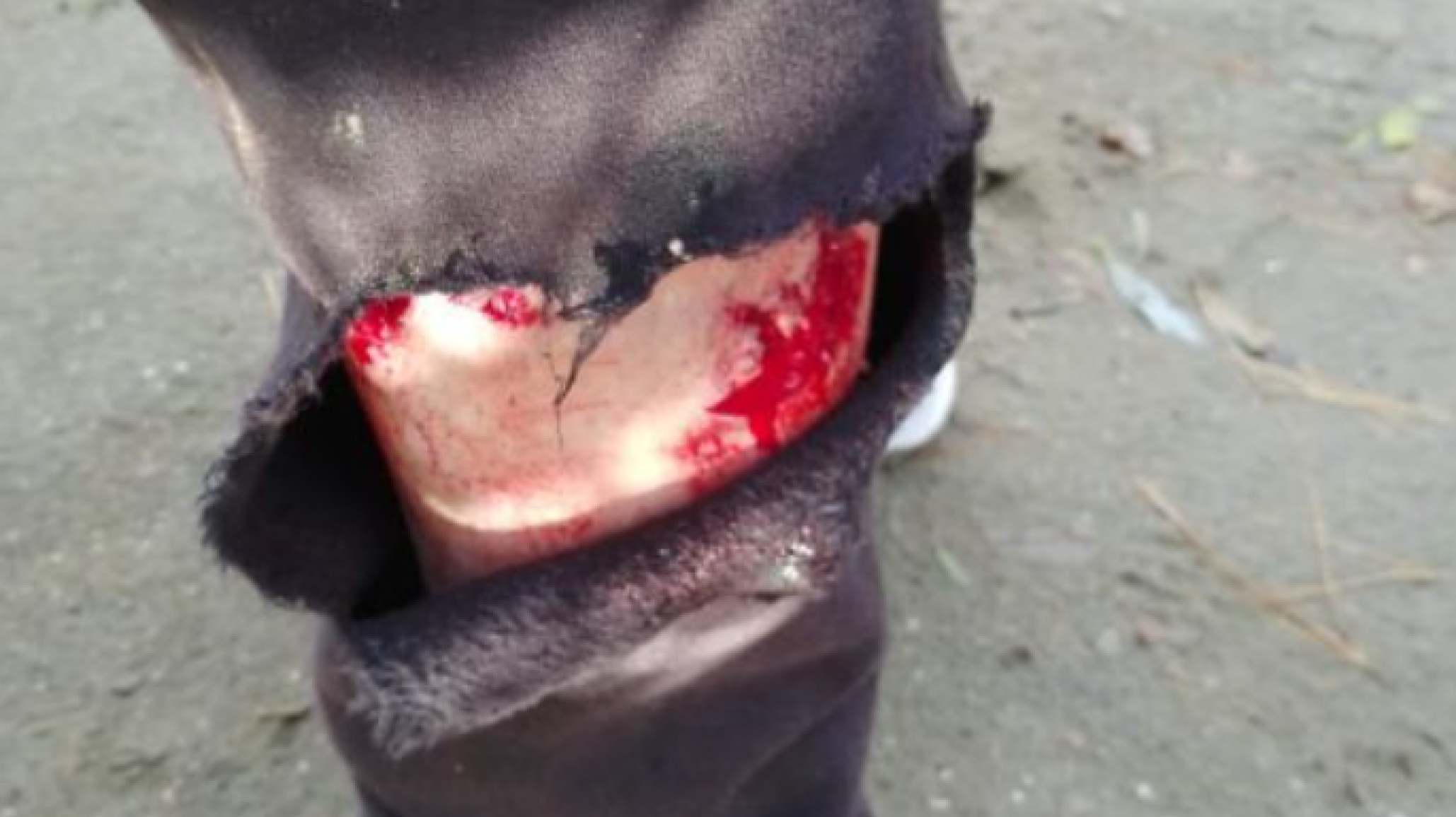 Habló la mujer que fue mordida por un perro en Bella Vista Sur: "Me atacó por detrás"