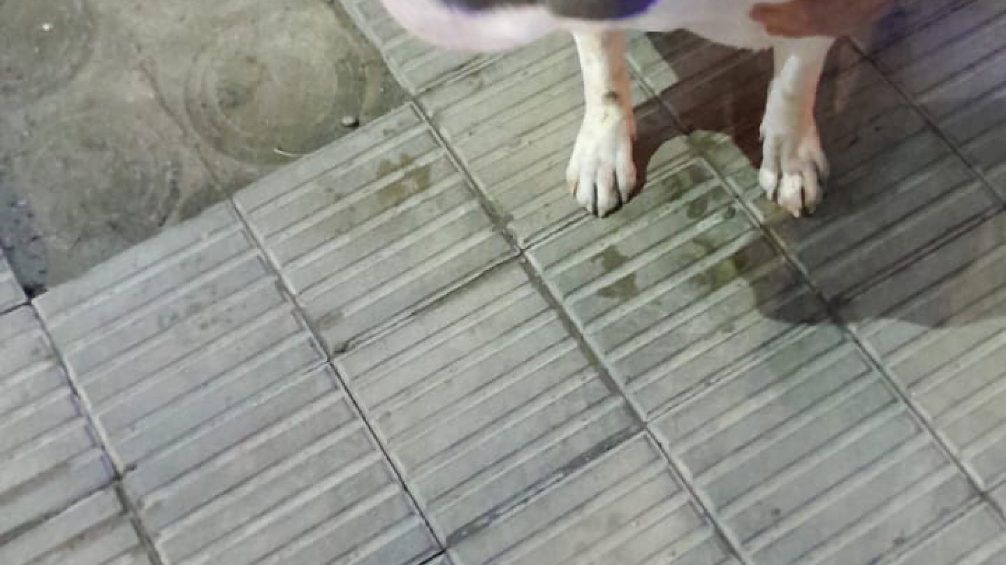 Dos jóvenes quisieron robar un pitbull aprovechando que el dueño sacó la basura