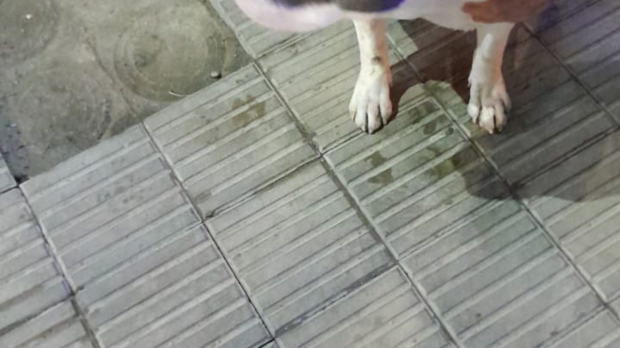Dos jóvenes quisieron robar un pitbull aprovechando que el dueño sacó la basura