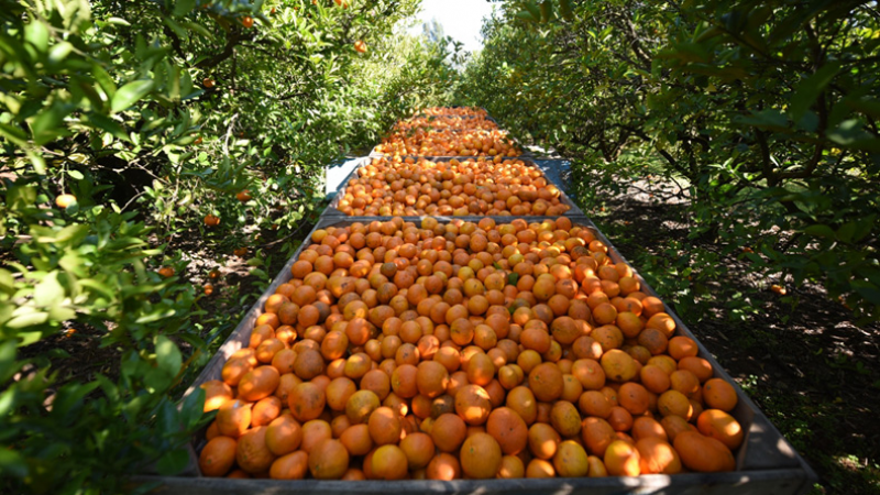 Toneladas de mandarinas se pudren por falta de mercado y precios bajos: "recibimos un caramelo por kilo de fruta"
