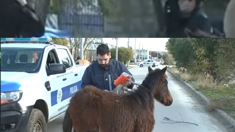 Soldados voluntarios chocaron su moto con un caballo suelto y terminaron en el hospital