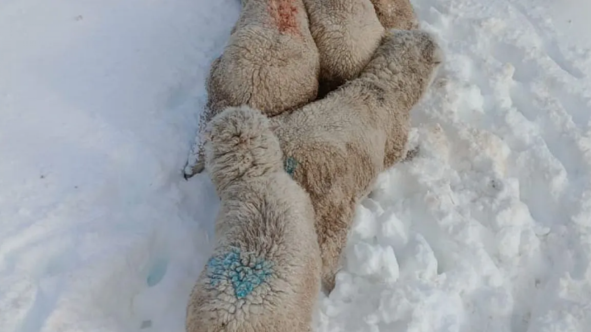Sebastián Astiz: "Creemos que hay muchos animales tapados por la nieve pero no podemos llegar"