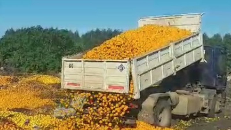 Arrojan en el basural más de 8.000 kilos de mandarinas: "El poder adquisitivo de la gente se desplomó"