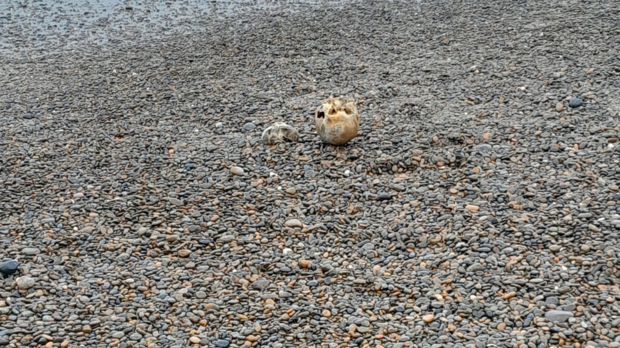 Encontraron un cráneo humano en la costanera de Comodoro