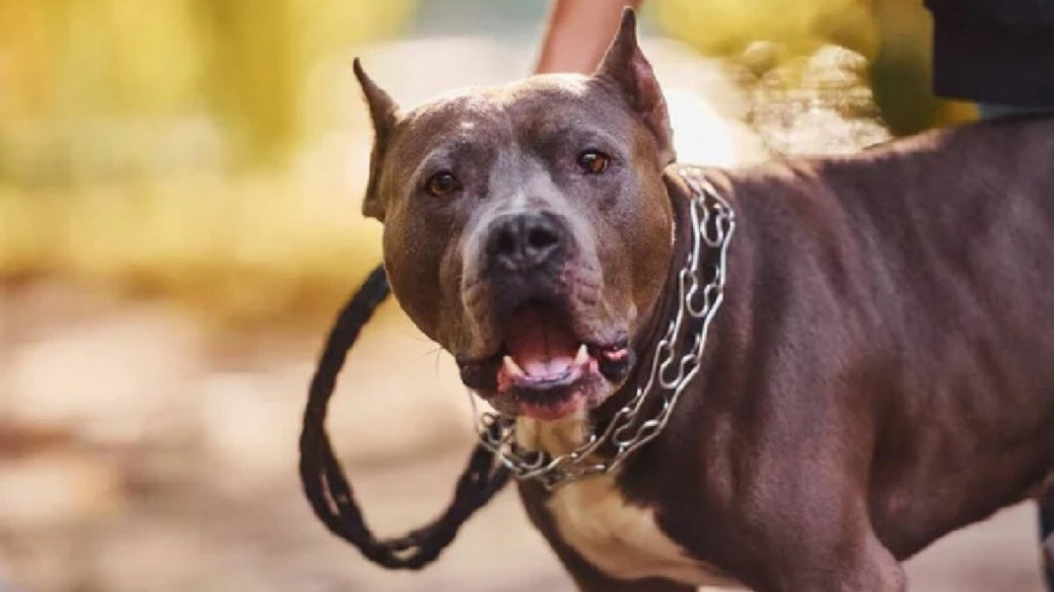 Joven murió tras sufrir el ataque de su mascota: lo mordió en el cuello