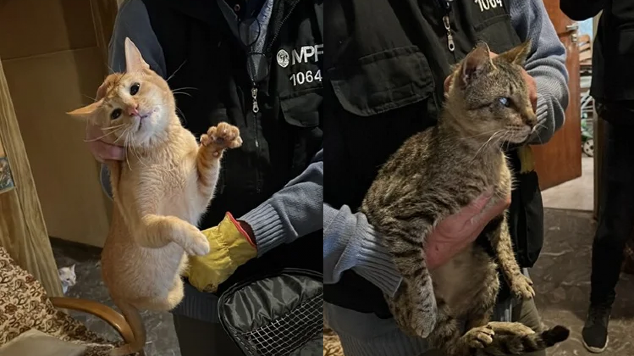 Doce gatos rescatados en Monte Castro: vivían en condiciones deplorables