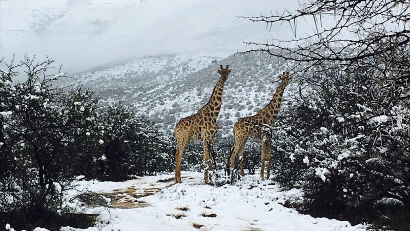 Un manto blanco inesperado: Nevó en Sudáfrica